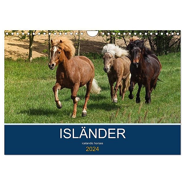 Isländer - icelandic horses (Wandkalender 2024 DIN A4 quer), CALVENDO Monatskalender, Alexandra Hollstein