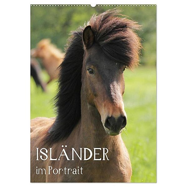 Isländer im Portrait (Wandkalender 2024 DIN A2 hoch), CALVENDO Monatskalender, Alexandra Hollstein