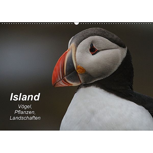 Island: Vögel, Pflanzen, Landschaften (Wandkalender 2018 DIN A2 quer), Leon Uppena