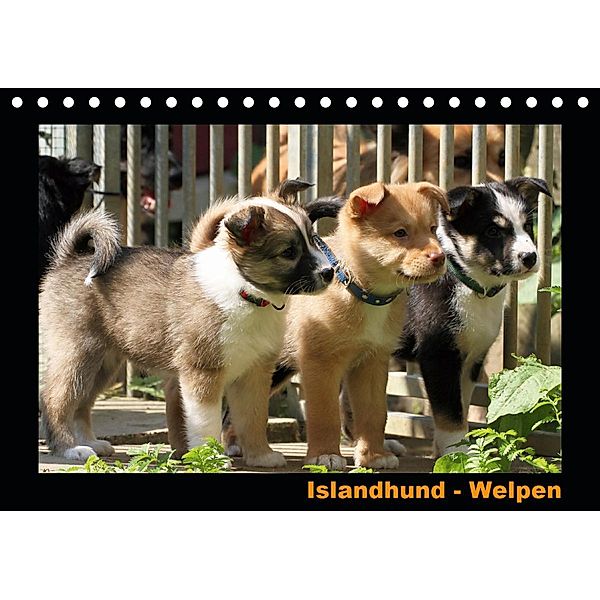 Islandhund - Welpen / CH-Version (Tischkalender 2021 DIN A5 quer), Angelika Möthrath