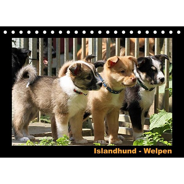 Islandhund - Welpen / CH-Version (Tischkalender 2023 DIN A5 quer), Angelika Möthrath