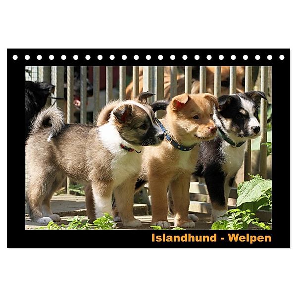 Islandhund - Welpen / CH-Version (Tischkalender 2024 DIN A5 quer), CALVENDO Monatskalender, Angelika Möthrath