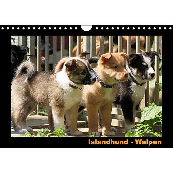 Islandhund - Welpen / CH-Version (Wandkalender 2023 DIN A4 quer), Angelika Möthrath