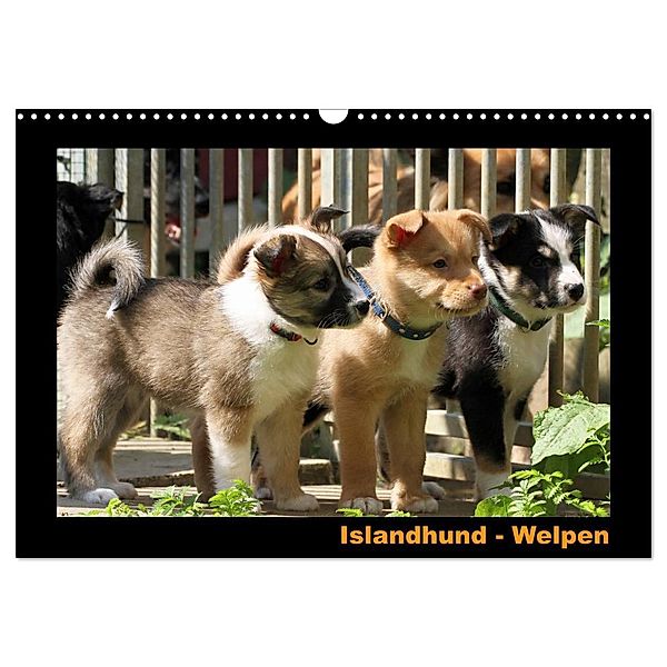 Islandhund - Welpen / CH-Version (Wandkalender 2024 DIN A3 quer), CALVENDO Monatskalender, Angelika Möthrath