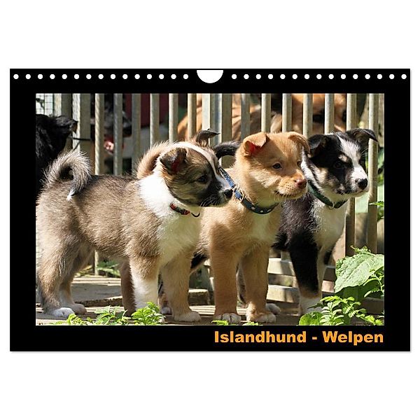 Islandhund - Welpen / CH-Version (Wandkalender 2024 DIN A4 quer), CALVENDO Monatskalender, Angelika Möthrath