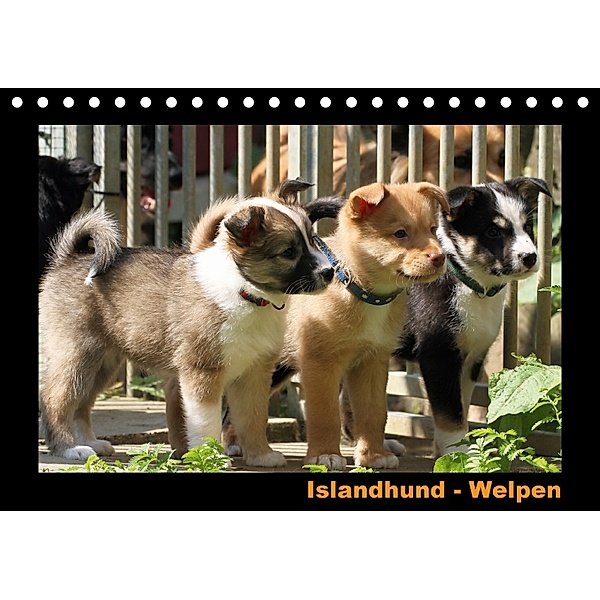 Islandhund - Welpen (Tischkalender 2018 DIN A5 quer), Angelika Möthrath