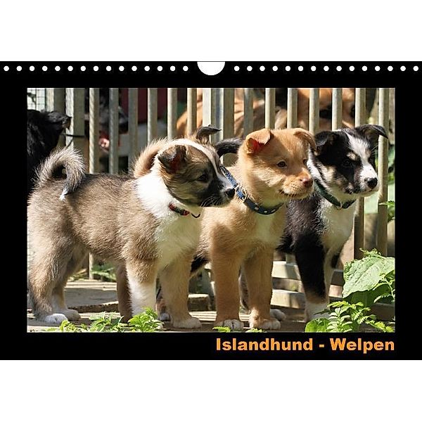 Islandhund - Welpen (Wandkalender 2017 DIN A4 quer), JAMFoto