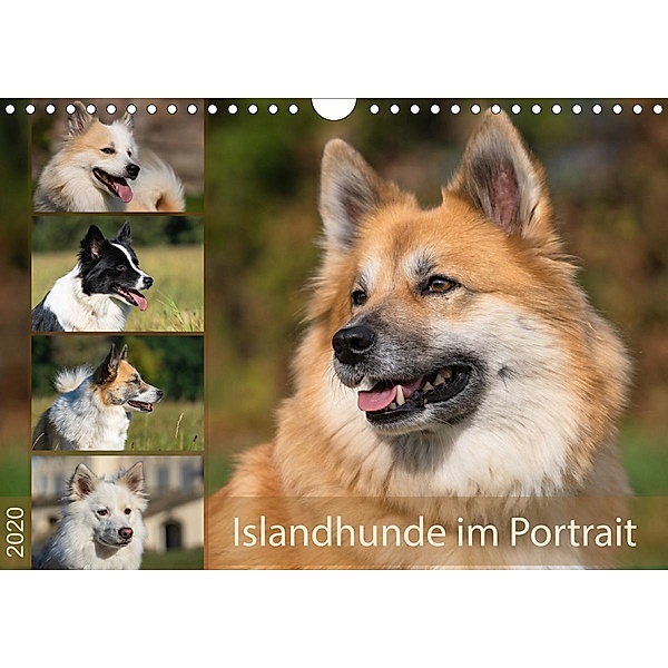 Islandhunde im Portrait (Wandkalender 2020 DIN A4 quer), Monika Scheurer