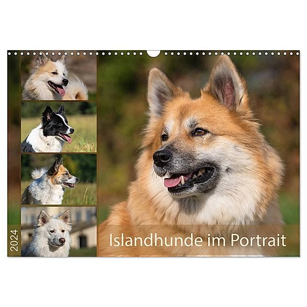 Islandhunde im Portrait (Wandkalender 2024 DIN A3 quer), CALVENDO Monatskalender, Monika Scheurer