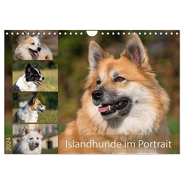 Islandhunde im Portrait (Wandkalender 2024 DIN A4 quer), CALVENDO Monatskalender, Monika Scheurer