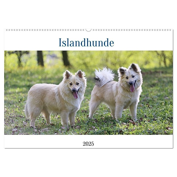 Islandhunde (Wandkalender 2025 DIN A2 quer), CALVENDO Monatskalender, Calvendo, Tonja Neusinger-Wenst