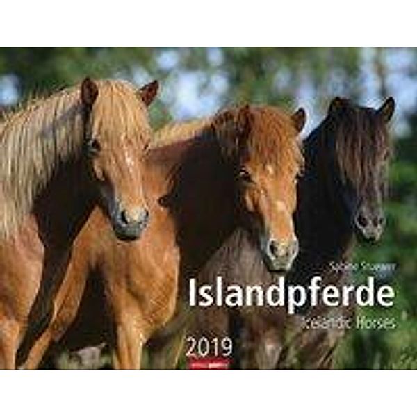 Islandpferde 2019, Sabine Stuewer
