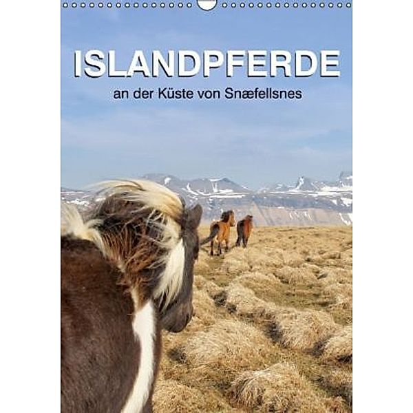 ISLANDPFERDE an der Küste von Snæfellsnes (Wandkalender 2015 DIN A3 hoch), Jutta Albert