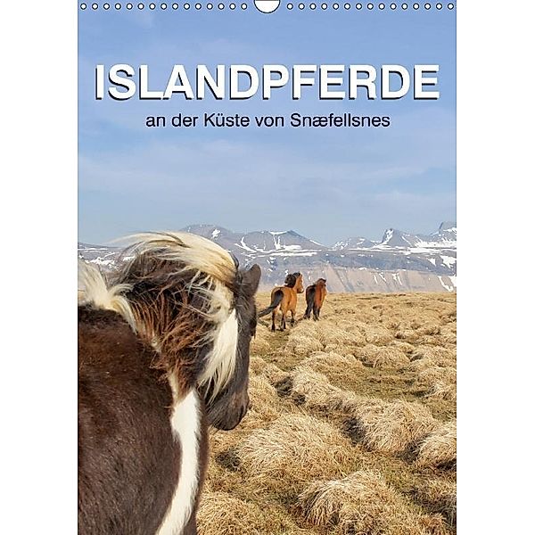 ISLANDPFERDE an der Küste von Snæfellsnes (Wandkalender 2017 DIN A3 hoch), Jutta Albert