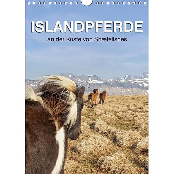 ISLANDPFERDE an der Küste von Snæfellsnes (Wandkalender 2017 DIN A4 hoch), Jutta Albert