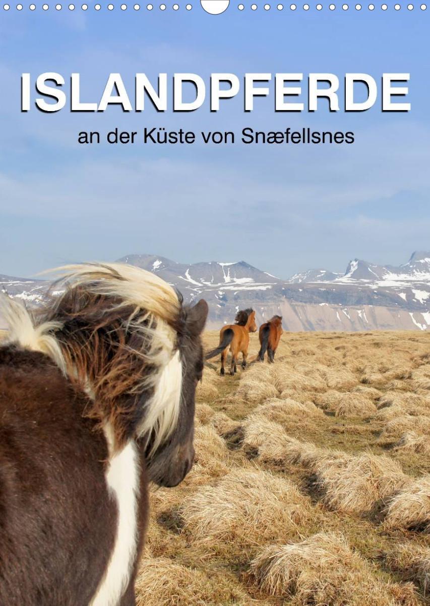 ISLANDPFERDE an der Küste von Snæfellsnes (Wandkalender 2023 DIN A3 hoch)