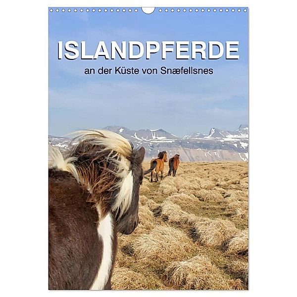 ISLANDPFERDE an der Küste von Snæfellsnes (Wandkalender 2024 DIN A3 hoch), CALVENDO Monatskalender, Jutta Albert