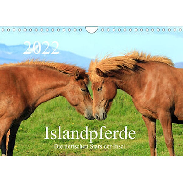 Islandpferde - Die tierischen Stars der Insel (Wandkalender 2022 DIN A4 quer), Rainer Großkopf