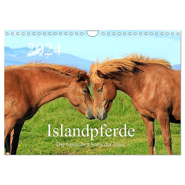 Islandpferde - Die tierischen Stars der Insel (Wandkalender 2024 DIN A4 quer), CALVENDO Monatskalender, Rainer Großkopf