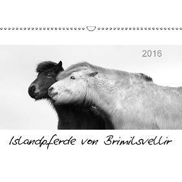 Islandpferde von Brimilsvellir (Wandkalender 2016 DIN A3 quer), Jutta Albert