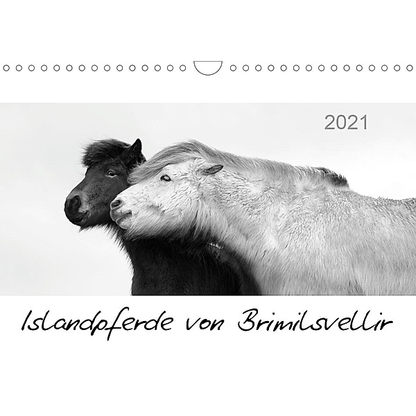 Islandpferde von Brimilsvellir (Wandkalender 2021 DIN A4 quer), Jutta Albert