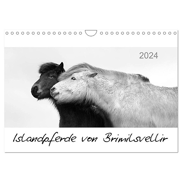 Islandpferde von Brimilsvellir (Wandkalender 2024 DIN A4 quer), CALVENDO Monatskalender, Jutta Albert