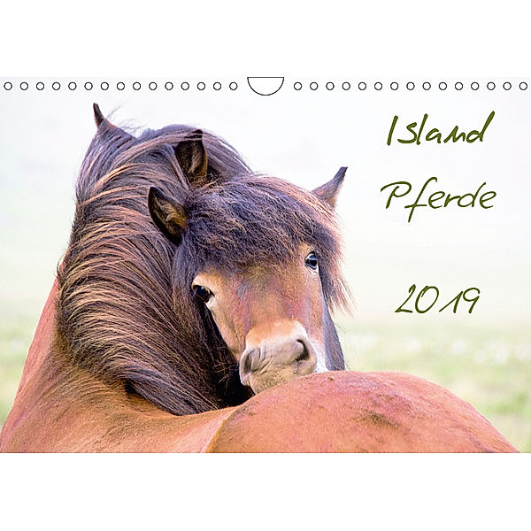 Islandpferde (Wandkalender 2019 DIN A4 quer), Frauke Gimpel