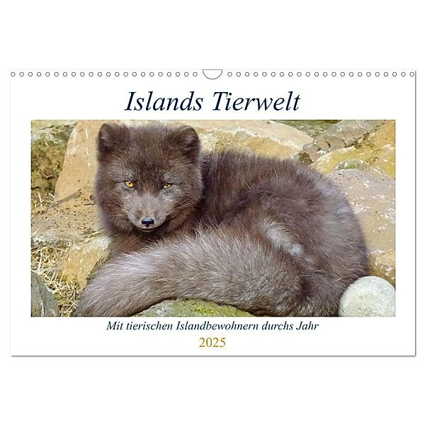 Islands Tierwelt - Mit tierischen Inselbewohnern durchs Jahr (Wandkalender 2025 DIN A3 quer), CALVENDO Monatskalender, Calvendo, Patrick Dehnhardt