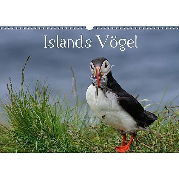 Islands Vögel (Wandkalender 2017 DIN A3 quer), Klaus Gerken