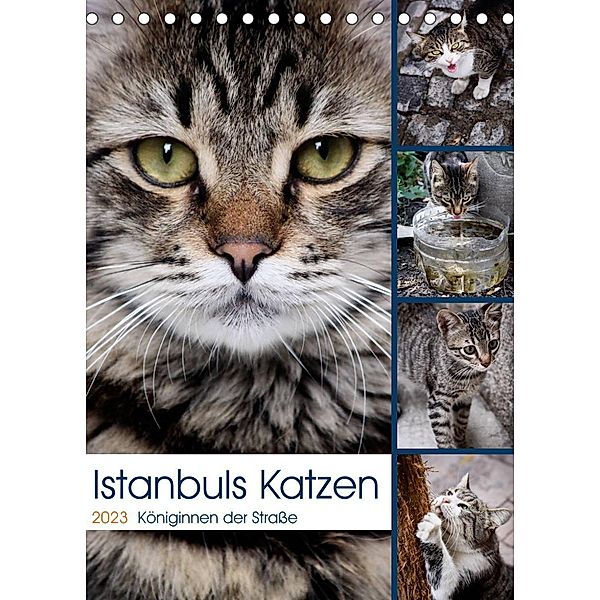 Istanbuls Katzen (Tischkalender 2023 DIN A5 hoch), Harald Wagener