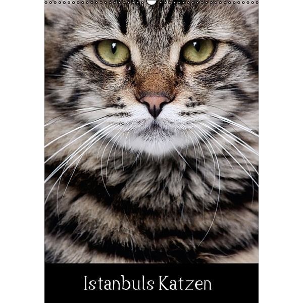 Istanbuls Katzen (Wandkalender 2014 DIN A2 hoch), Harald Wagener