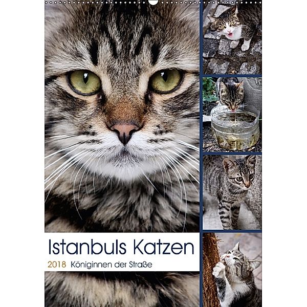 Istanbuls Katzen (Wandkalender 2018 DIN A2 hoch), Harald Wagener