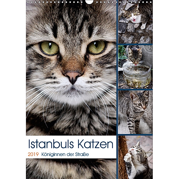 Istanbuls Katzen (Wandkalender 2019 DIN A3 hoch), Harald Wagener