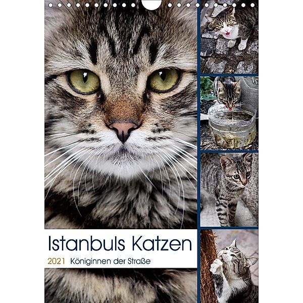 Istanbuls Katzen (Wandkalender 2021 DIN A4 hoch), Harald Wagener