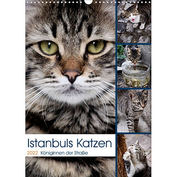 Istanbuls Katzen (Wandkalender 2022 DIN A3 hoch), Harald Wagener