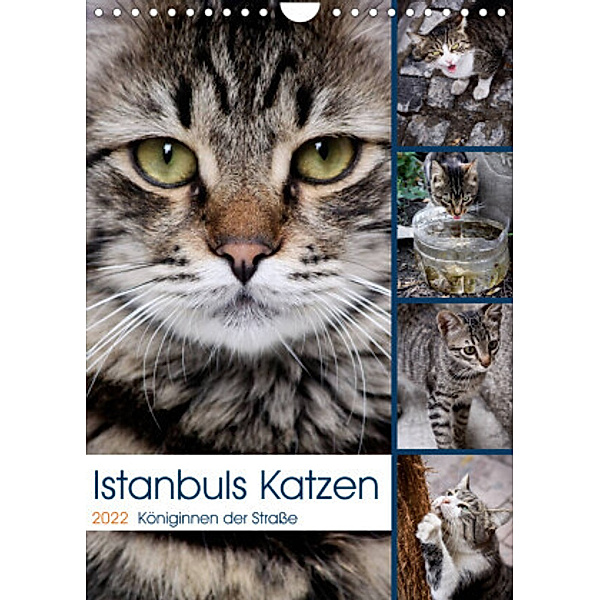 Istanbuls Katzen (Wandkalender 2022 DIN A4 hoch), Harald Wagener