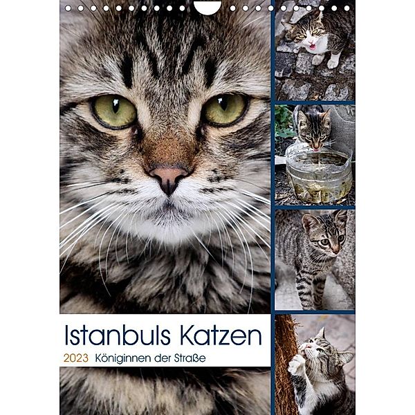 Istanbuls Katzen (Wandkalender 2023 DIN A4 hoch), Harald Wagener