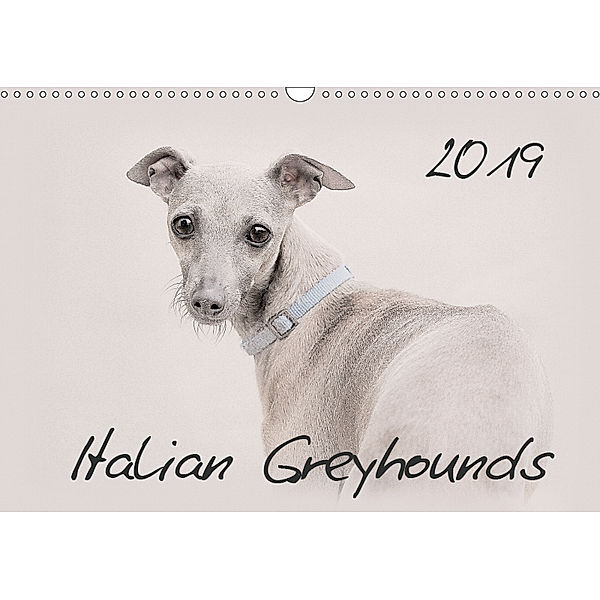 Italian Greyhounds 2019 (Wall Calendar 2019 DIN A3 Landscape), Andrea Redecker