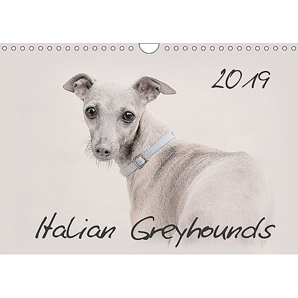 Italian Greyhounds 2019 (Wall Calendar 2019 DIN A4 Landscape), Andrea Redecker