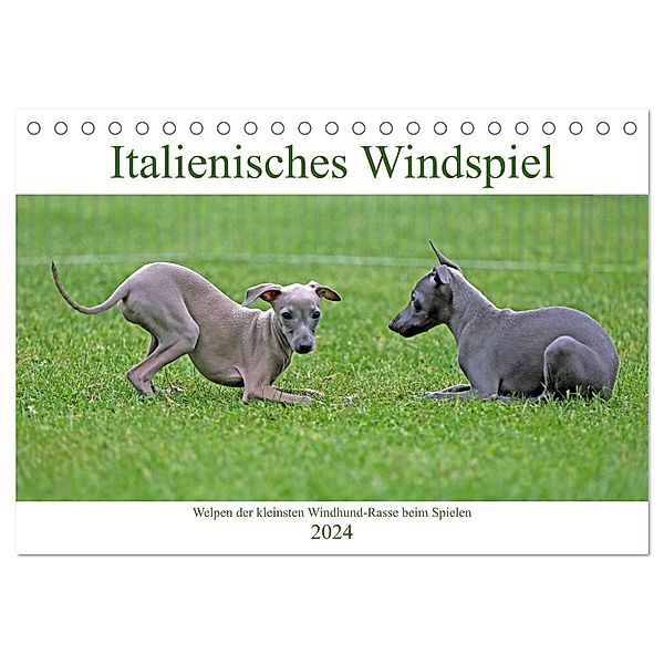 Italienisches Windspiel (Tischkalender 2024 DIN A5 quer), CALVENDO Monatskalender, Klaus Eppele