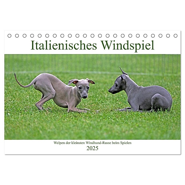 Italienisches Windspiel (Tischkalender 2025 DIN A5 quer), CALVENDO Monatskalender, Calvendo, Klaus Eppele