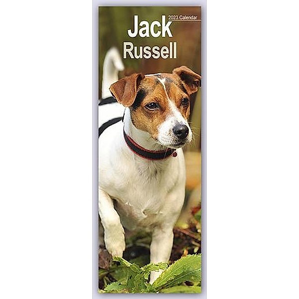 Jack Russel - Jack Russel Terrier 2023