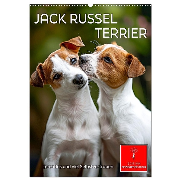Jack Russel Terrier - furchtlos und viel Selbstvertrauen (Wandkalender 2025 DIN A2 hoch), CALVENDO Monatskalender, Calvendo, Peter Roder