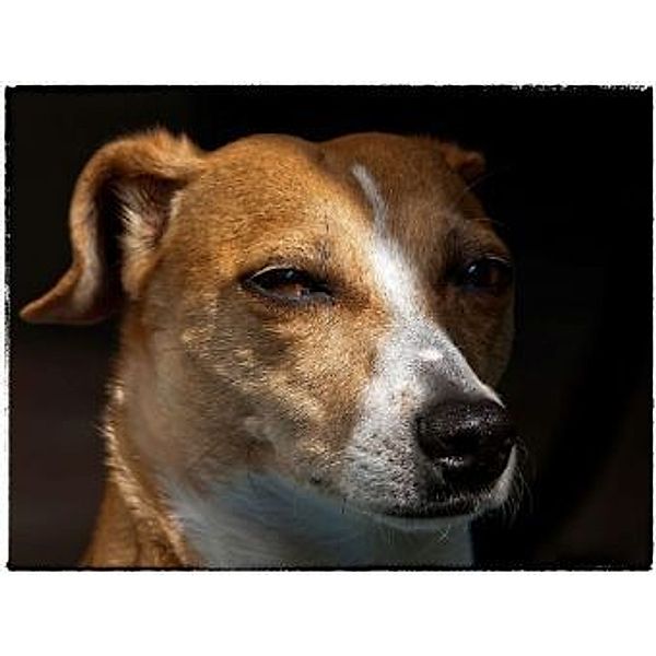 Jack Russell - 200 Teile (Puzzle)