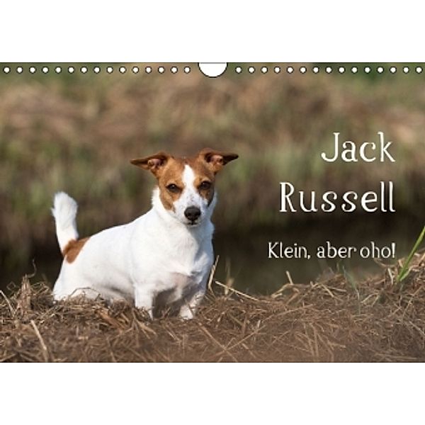 Jack Russell - Klein, aber oho! (Wandkalender 2016 DIN A4 quer), Annett Mirsberger