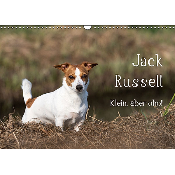Jack Russell - Klein, aber oho! (Wandkalender 2019 DIN A3 quer), Annett Mirsberger
