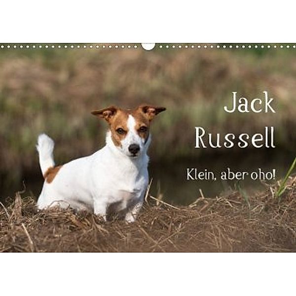 Jack Russell - Klein, aber oho! (Wandkalender 2020 DIN A3 quer), Annett Mirsberger