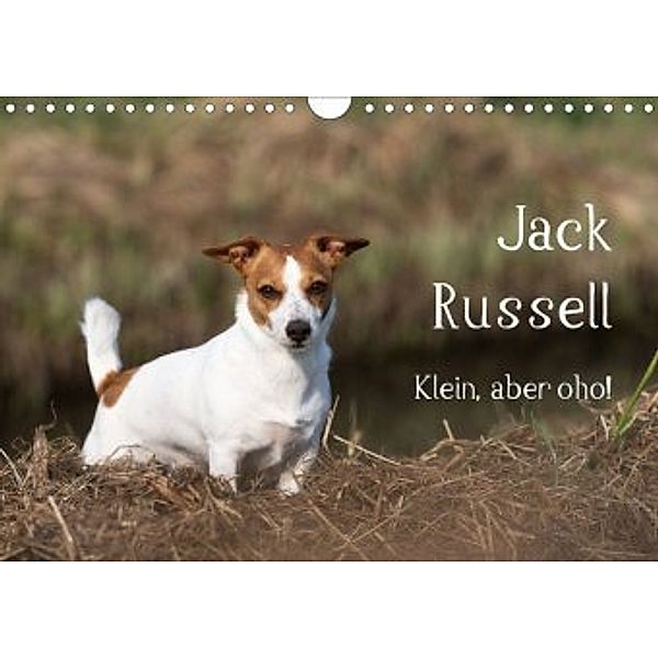 Jack Russell - Klein, aber oho! (Wandkalender 2020 DIN A4 quer), Annett Mirsberger