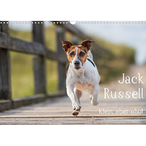 Jack Russell  - Klein, aber oho! (Wandkalender 2022 DIN A3 quer), Annett Mirsberger  tierpfoto.de