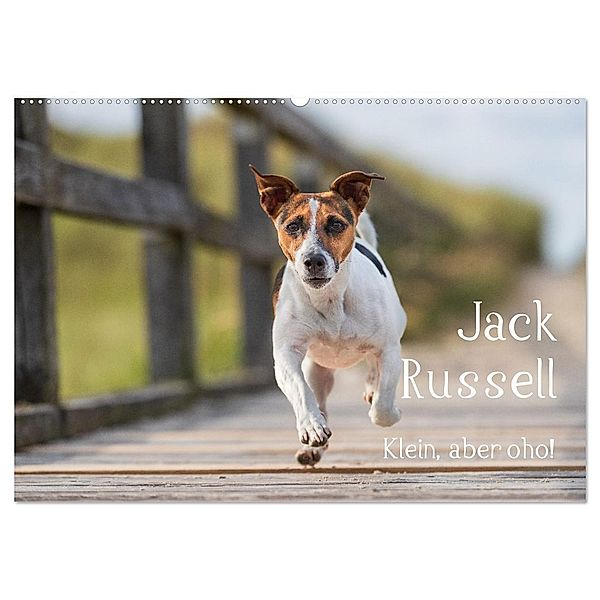 Jack Russell - Klein, aber oho! (Wandkalender 2024 DIN A2 quer), CALVENDO Monatskalender, Annett Mirsberger tierpfoto.de